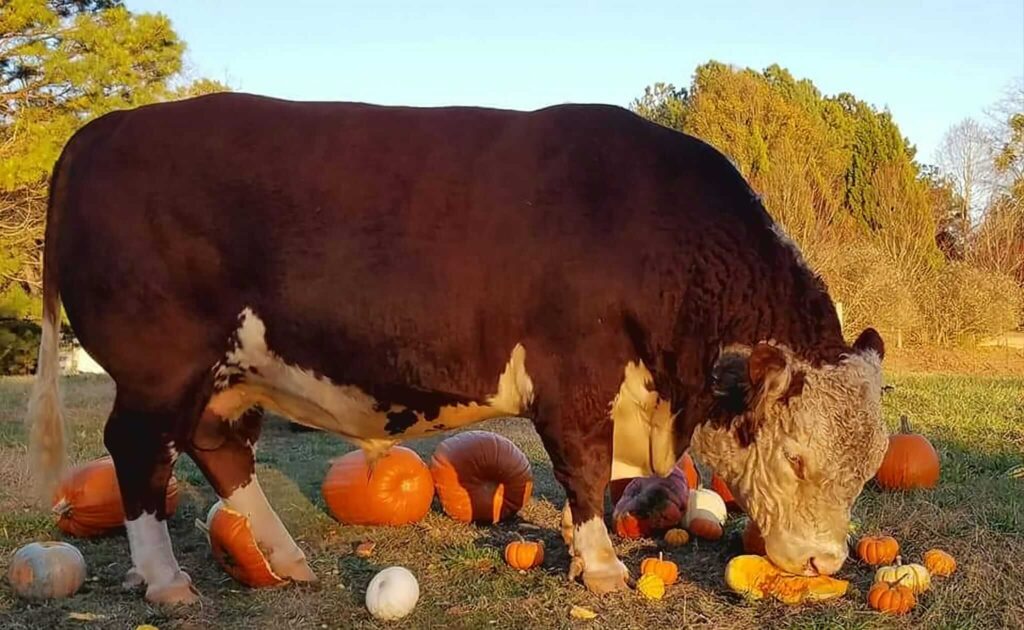 Large brown cow sniffing pumpkins and gourds at Whitley Farms