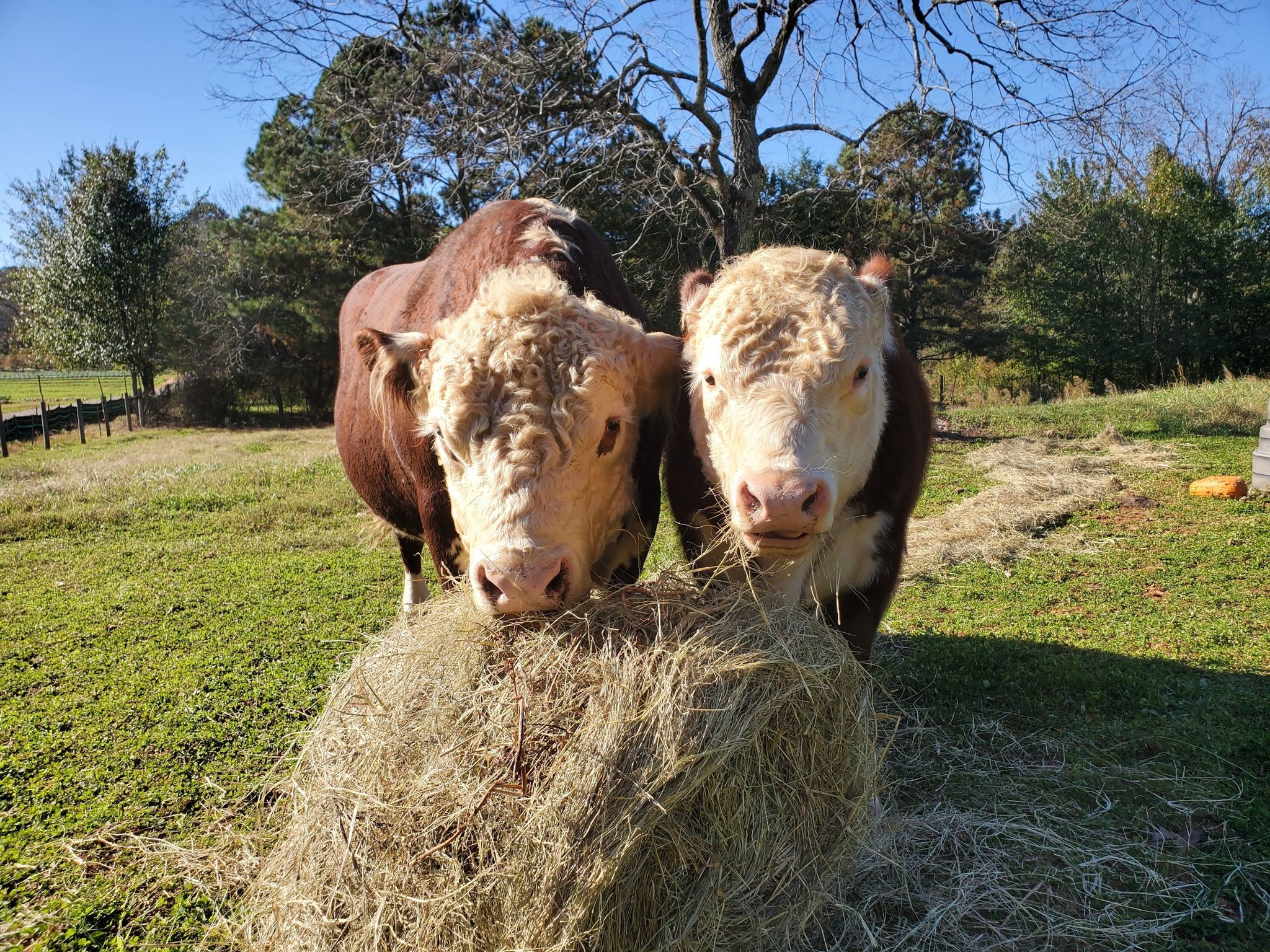 This image features Curly and Curly Jr. (two bulls) grazing in a pasture.