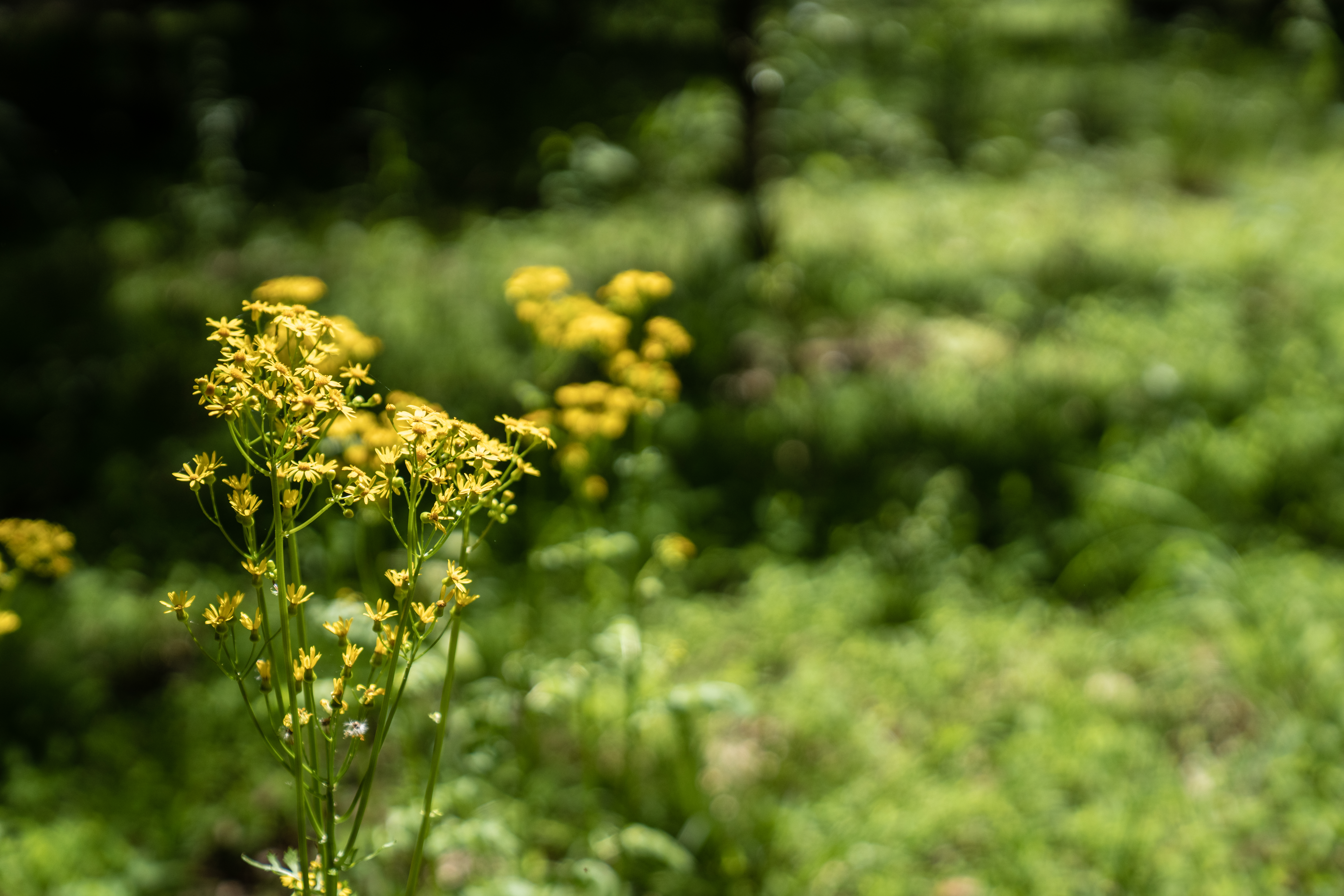 Nature & Flowers